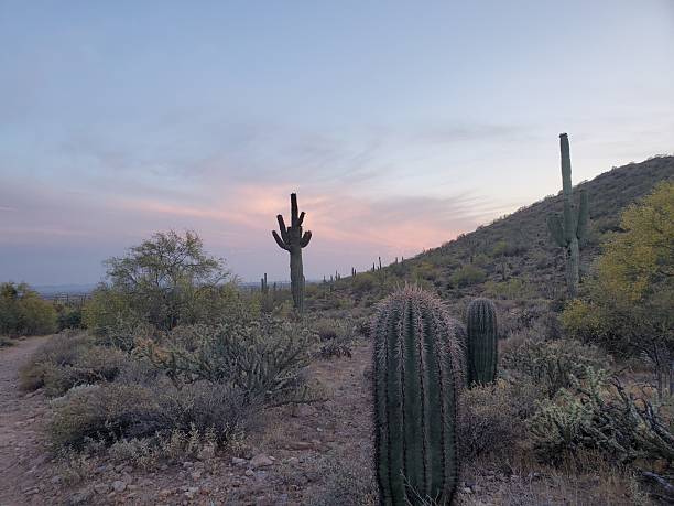 Hiking During Sunset at Silly Mountain Park, Cactus in Apache Junction, AZ. High quality photo