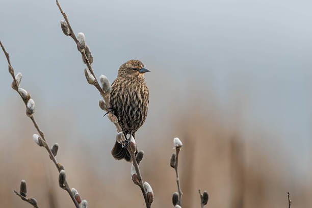 A female red-winged blackbird perched on a pussy willow branch, showing detailed feathers and soft neutral background light that evokes calm, early spring nature and quiet observation.