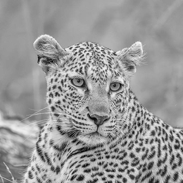 Black and white portrait of leopard - square