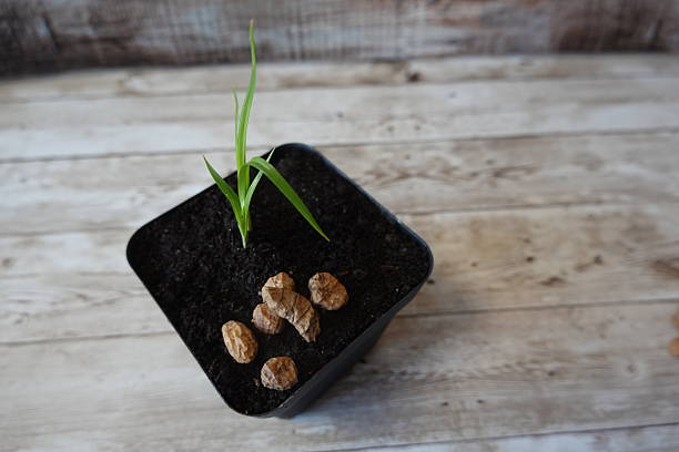 Tiger nut seedling sprouting in a black plastic pot, with tiger nuts on the dark soil, sitting on a light wooden background