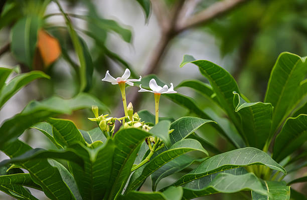 Cerbera manghas commonly known as the sea mango, wawai, pink-eyed cerbera, tangena or bintaro is a small evergreen coastal tree.