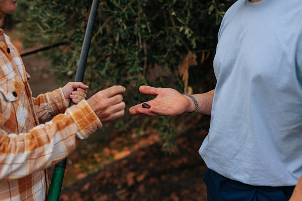 Farmers examining freshly harvested olive in orchard