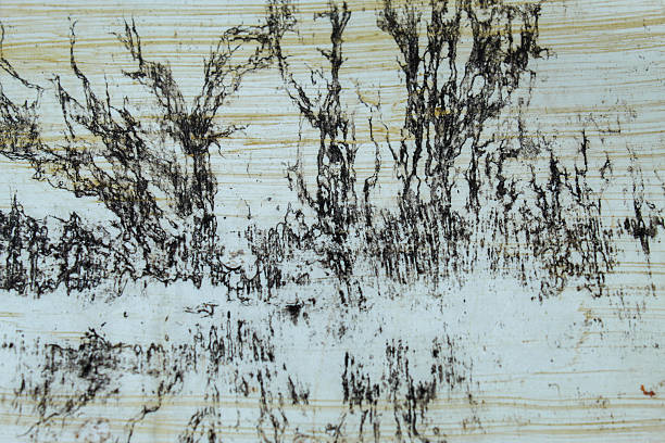 The old worn wall background with black stains forms a unique organic pattern, giving a vintage and artistic impression.