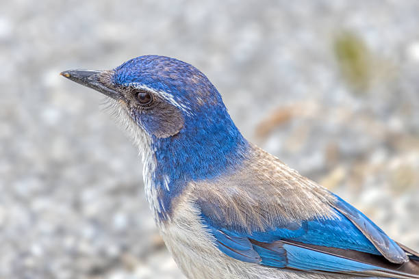 mountain bluebird closeup, Vancouver, BC