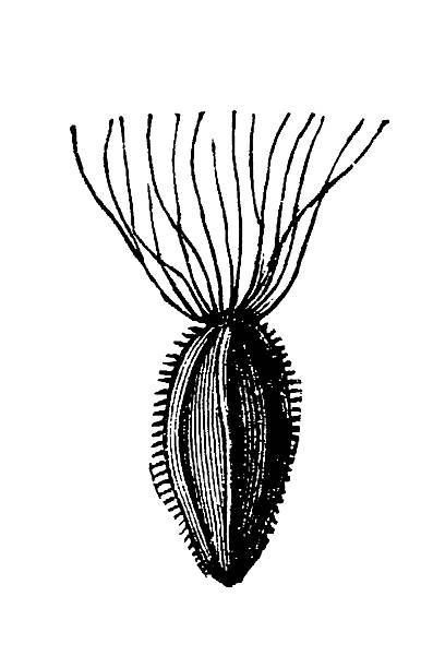 Epilobium angustifolium seed featuring delicate, long silky tendrils (coma) extending upward from the seed body, rendered with intricate symmetrical line work in a detailed vintage botanical style, old vintage illustration, 1897.