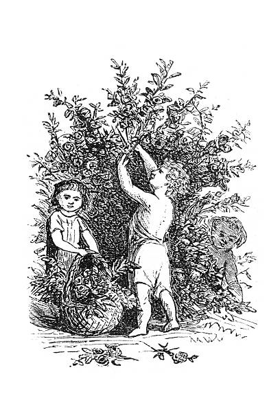 A 19th-century wood engraving depicts three children gathering roses from a large bush. One child stands on tiptoe to reach the higher blooms, while another holds a basket filled with roses.