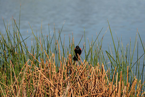 A male red-winged blackbird perched on dry marsh reeds near the edge of a calm lake.