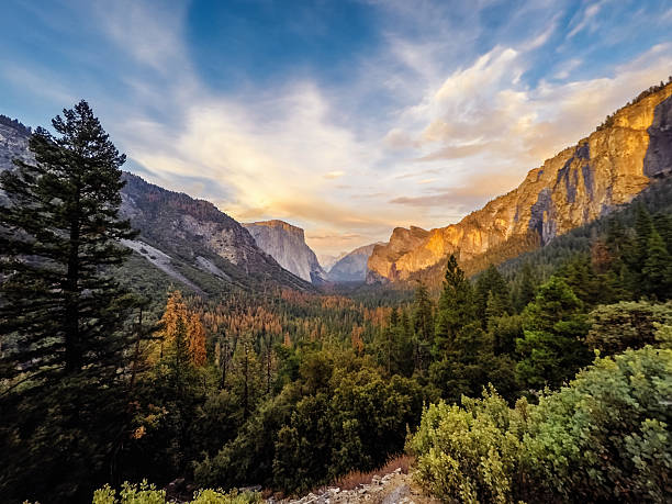 Yosemite Valley panorama with El Capitan and Half Dome in the distance during a golden sunset, showing a lush forest