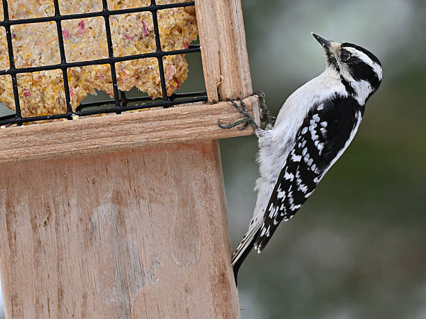A female downy woodpecker at a suet feeder in Connecticut, winter, with copy space. Males have a red patch on the back of the head.