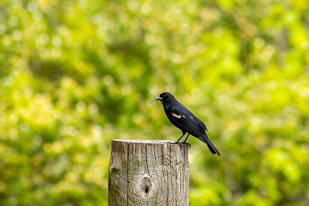 Red-Winged Blackbird with Blurred Background
