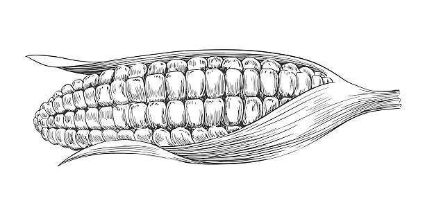 Ear of corn drawn in sketch style. Black and white illustration of vegetable isolated on white background. Vintage engraving. Sweet maize