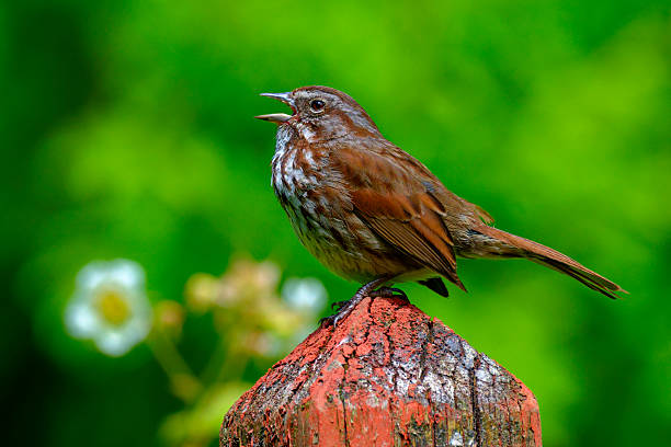 song sparrow