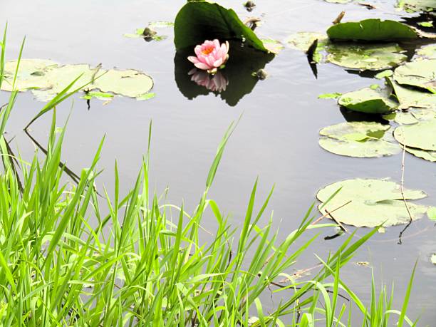 Water lily.