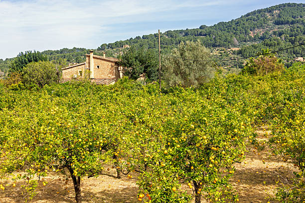 Beautiful Lemon tree with fruits in orchard in the countryside