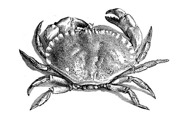 Cancer pagurus (edible crab or brown crab)