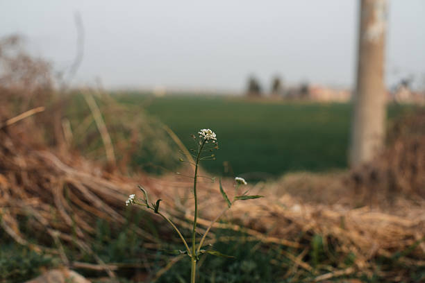 Lone white wildflower blooming in a rustic rural field with a soft blurred background.