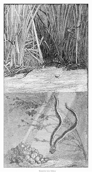 A detailed 19th-century engraving depicting two lampreys building a nest of stones on a riverbed. This natural history illustration features a split view, showing the dense reeds on the riverbank above the water and the underwater scene below. From a German publication, circa 1880.