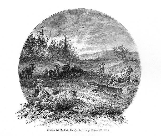 Authentic 19th-century engraving depicting a cunning fox running through a flock of panicked sheep in a rural landscape. According to the original German caption, this illustrates the fox's attempt to mislead hunting dogs by mingling its scent with that of the sheep. The scene is presented in a circular tondo format.