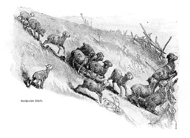 A flock of frightened sheep and lambs stampedes down a steep, grassy hillside in this detailed black and white illustration. The original German caption is 