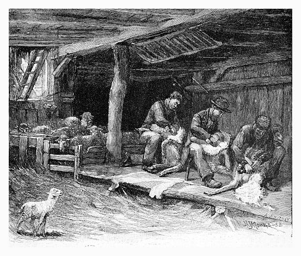 Authentic 19th-century engraving depicting a traditional sheep shearing scene. Three farmers are shown working inside a rustic wooden barn, shearing sheep on a raised platform. In the background, more sheep wait in a pen, while a lone lamb stands in the foreground. Black and white illustration from circa 1885.