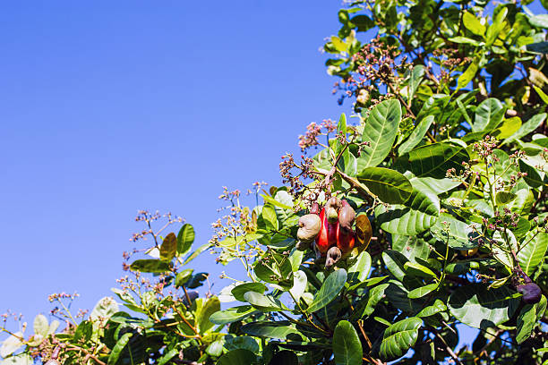 Ripe cashew apples and cashew nuts growing on a tree in a tropical cashew plantation