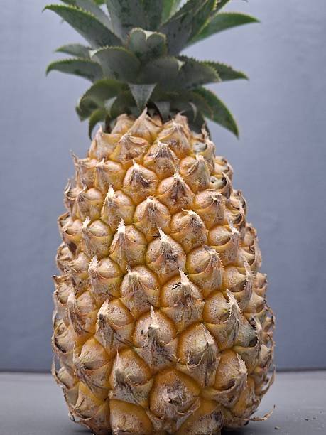 Pineapple fruit on a dark gray background, whole pineapple fruit that has not been peeled