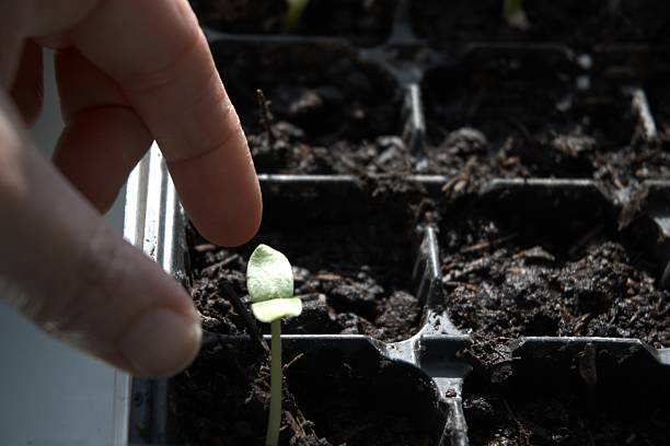 Human hand touching young seedlings growing in soil on a window sill. Symbolic image representing plant care, nurturing, sustainability and growth concepts with Copy Space.