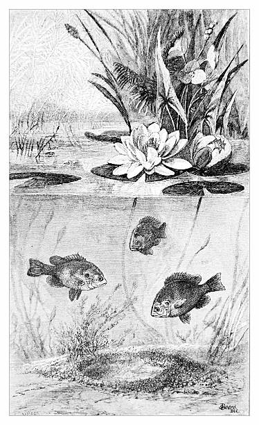 A beautifully detailed black and white engraved illustration from the 19th century showing a cross-section of a pond. Below the surface, three sunfish swim near a nest on the pond floor. Above the water, water lilies and reeds flourish.