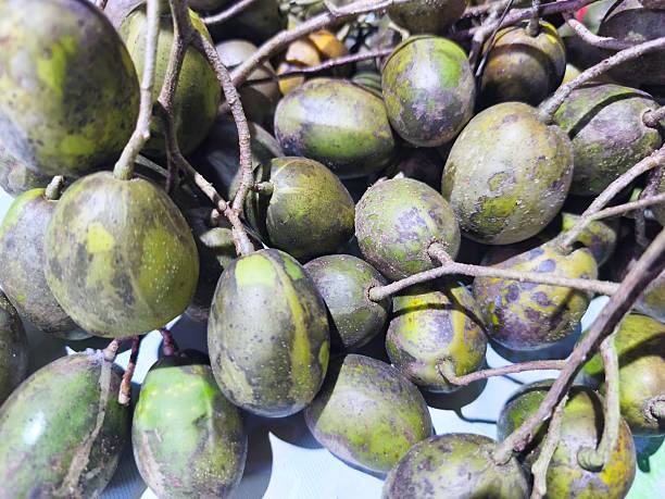 Fresh kedondong fruit (ambarella) growing naturally on a tree branch in a tropical garden. Vibrant green tropical fruit under natural sunlight, commonly found in Southeast Asia. Perfect for concepts related to healthy food, organic farming, tropical agriculture, and fresh natural produce.