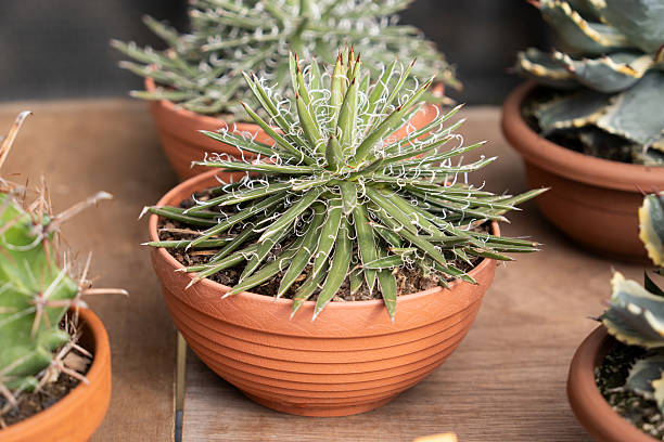 190+ Dyckia Stock Photos and Royalty-Free Pictures - iStock