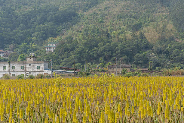 Golden ripe aloe vera flowers