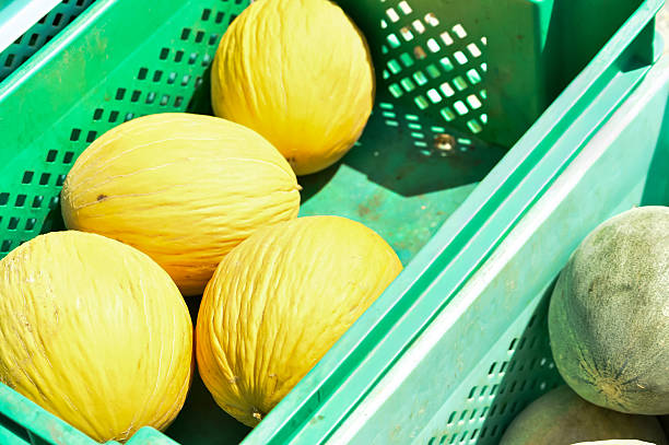 Close Up of Fresh Melons at Malta Market