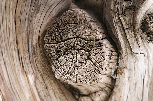 Weathered tree knot displaying natural wood grain, cracks, and surface texture