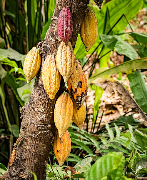 Ripe yellow cacao pods hanging on tree branch