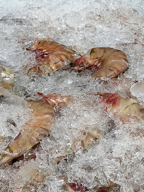 Image of iced king prawns and shrimp at seafood market, fresh raw frozen shellfish display, vibrant crustaceans on ice, market stall presentation