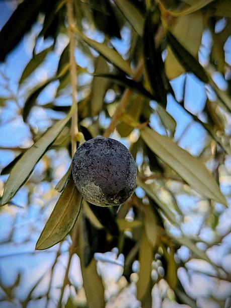 Olive on a olive tree bunch