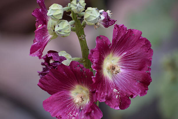 Detailed view of blooming Alcea rosea flowers in a rich magenta hue, showcasing their delicate petals and central stamens with unopened buds nearby