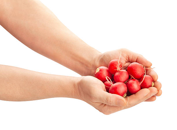 radish in hand