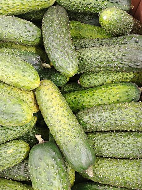 fresh vegetables