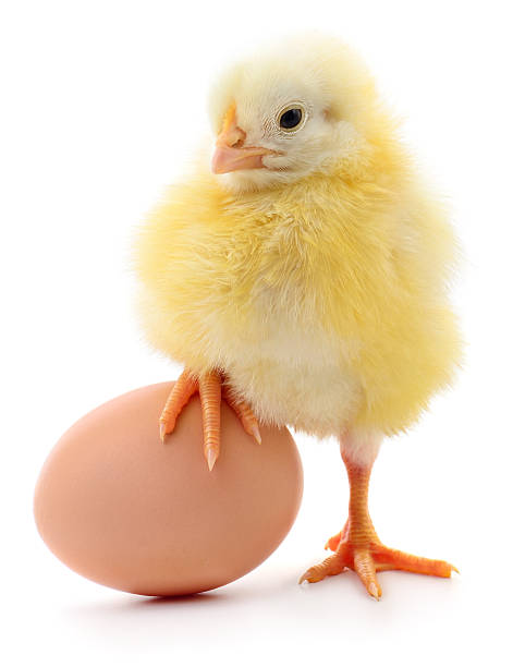 Small yellow chicken with brown egg isolated on white background