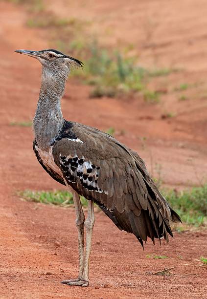 60+ Isolated Kori Bustard Stock Photos, Pictures & Royalty-Free