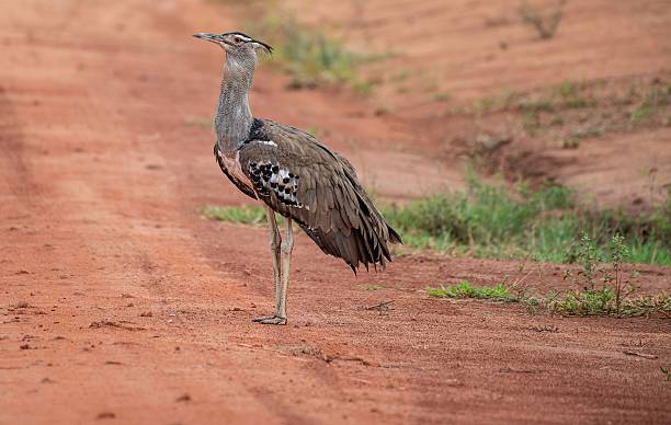 60+ Isolated Kori Bustard Stock Photos, Pictures & Royalty-Free