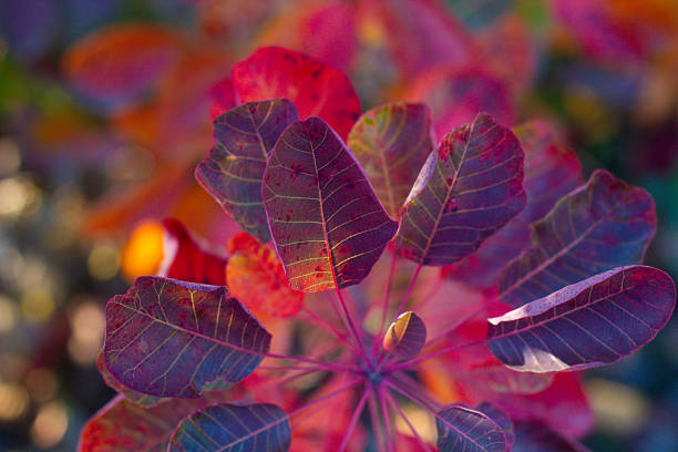 close up of red leaves of scumpia tree