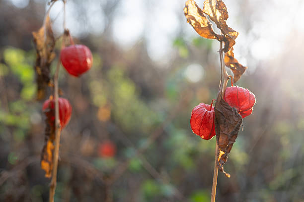 Red physalis pods on dried stems in autumn sunlight