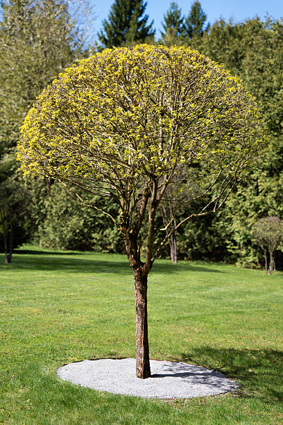 A vertical shot of a single ornamental tree with a perfectly spherical, dense canopy of young yellow-green leaves, standing in a manicured green lawn with a circle of grey gravel at its base.