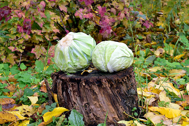 Two heads of cabbage lie on a stump against the backdrop of autumn nature.