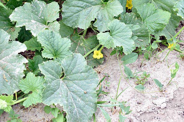 Cucumber plantation in the garden.