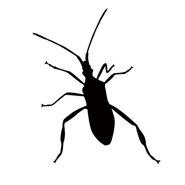 an insect body silhouette vector