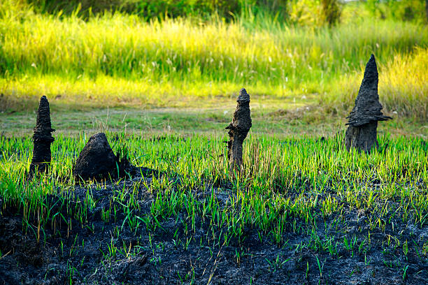 Ancient Stumps Emerging from Green Grass in Peaceful Landscape
