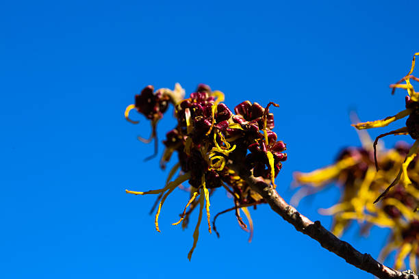 Yellow witch hazel flowers blooming in early spring against blue sky